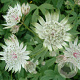 Astrantia maj. 'Star of Billion' GM P9