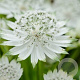 Astrantia maj. 'Snow Star' GM P9