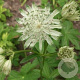 Astrantia maj. 'Snow Star' GM P9