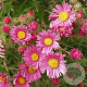 Aster n.-a. 'Rudelsburg' GM P9
