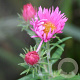 Aster n.-a. 'Rudelsburg' GM P9