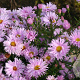 Aster n.-b. 'Fellowship' GM P9