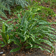 Asplenium scol. 'Angustatum' GM P9