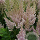 Astilbe 'Vision Inferno' GM P9
