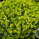 Azorella trifurcata 'Nana' GM P9