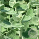 Ballota pseudodictamnus GM P9