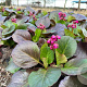 Bergenia 'Bressingham Ruby' GM P9