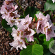Bergenia 'Harzkristall' GM P9