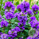 Campanula glom. 'Superba' GM P9 BIO