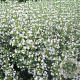 Calamintha n. 'Triumphator' GM P9
