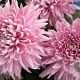 Chrysanthemum (R) 'D. of Edinburgh' GM P9