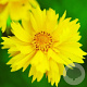 Coreopsis gr. 'Sunray' GM P9