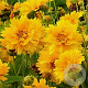 Coreopsis gr. 'Sunray' GM P9