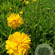 Coreopsis gr. 'Sunray' GM P9