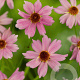Coreopsis 'Limerock Passion' GM P9