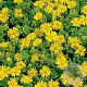 Delosperma congestum GM P9