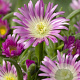 Delosperma sutherlandii GM P9
