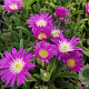Delosperma sutherlandii GM P9