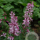 Dictamnus albus 'Purpureus' GM P9