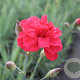 Dianthus (PL) 'David' GM P9