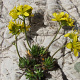 Draba aizoides GM P9
