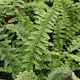 Dryopteris af. 'Pinderi' GM P9