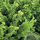 Dryopteris f.-m. 'Crispa' GM P9