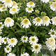 Echinacea Delicious Nougat GM P9