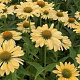 Echinacea 'Funky Yellow' GM P9 BIO