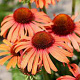 Echinacea 'Sensation Orange' GM P9