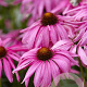 Echinacea 'Purple Emperor' GM P9