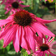 Echinacea 'Purple Emperor' GM P9