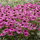 Echinacea 'Purple Emperor' GM P9