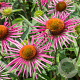Echinacea p. 'Pica Bella' GM P9