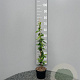 Trachelospermum jasminoides 80-100 cm 2,0L