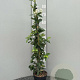 Trachelospermum jasminoides 80-100 cm 2,0L