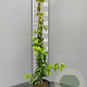 Trachelospermum jasminoides 80-100 cm 2,0L