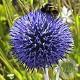 Echinops ritro 'Platinum Blue' GM P9