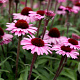 Echinacea 'Sensation Black Pearl' GM P9 BIO