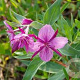 Epilobium angustifolium GM P9