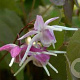 Epimedium gr. 'Purple Pixie' GM P9