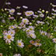 Erigeron karvinsk. 'Lavender Lady' GM P9