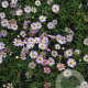 Erigeron karvinsk. 'Lavender Lady' GM P9