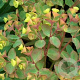 Euphorbia 'Charam' GM P9