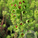 Euphorbia 'Charam' GM P9
