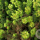 Euphorbia 'Charam' GM P9