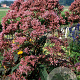 Eupatorium mac. 'Glutball' GM P9