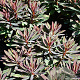 Euphorbia 'Nothowlee' GM P9