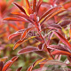 Euphorbia polychroma 'Bonfire' GM P9