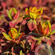Euphorbia polychroma 'Bonfire' GM P9
